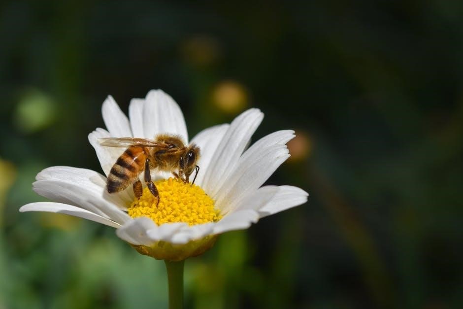 daisy shapes in nature badge requirements pdf